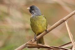 Collared Finchbill photo 3