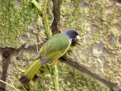 Collared Finchbill photo 2