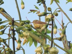 Anthreptes malacensis malacensis