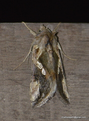 Lepidoptera