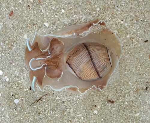 Hydatina zonata observed 2026-04-21