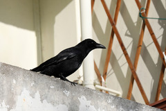 Corvus corone