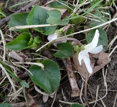 Viola