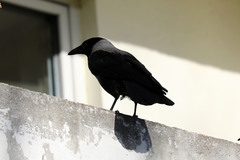 Corvus cornix × corone