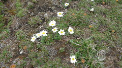 Chrysanthemum integrifolium