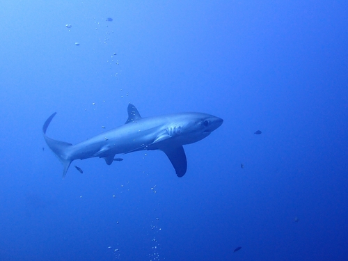 Pelagic Thresher Shark