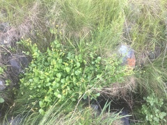 Sanicula maritima