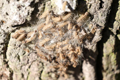 Thaumetopoea processionea