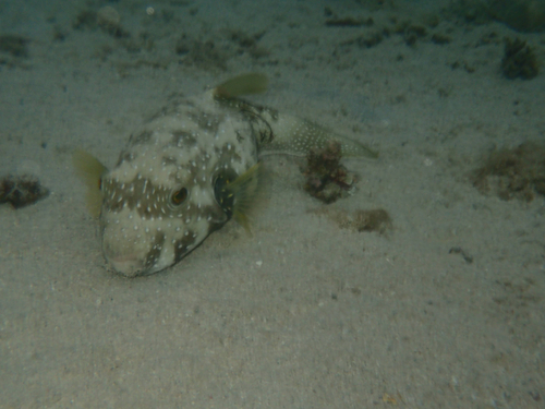 Arothron hispidus