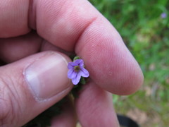 Erodium brachycarpum