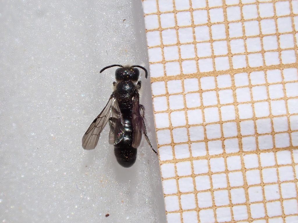 Chelostoma incisa