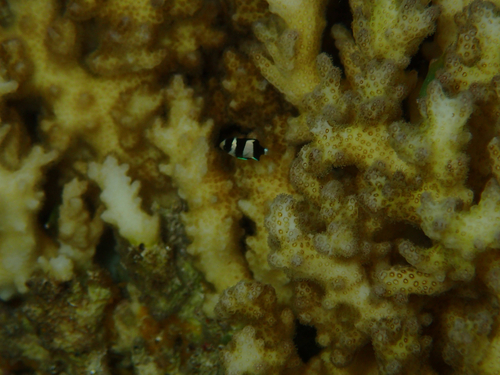Dascyllus aruanus