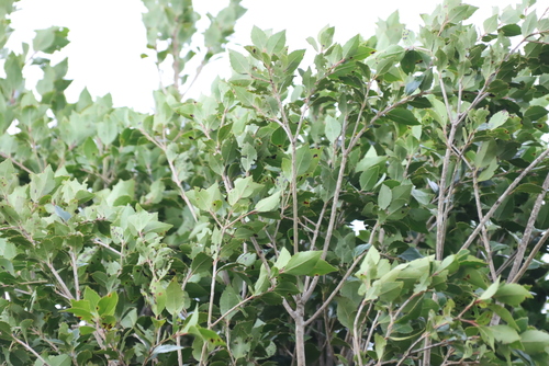 Scolopia mundii, photograph 2
