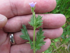 Erodium brachycarpum
