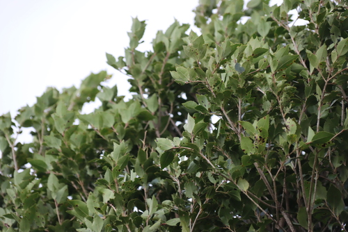 Scolopia mundii, photograph 4