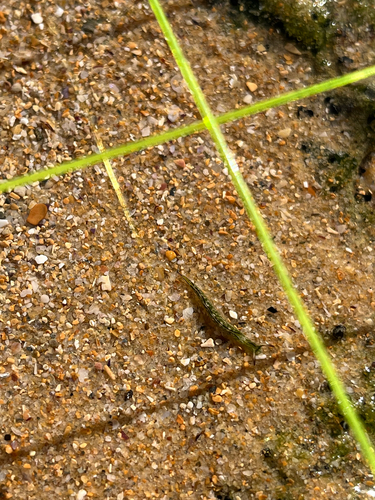 Elysia coodgeensis