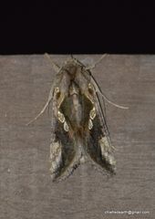 Lepidoptera