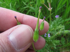 Erodium brachycarpum