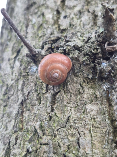 Cepaea nemoralis