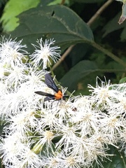 Saurita sanguinea