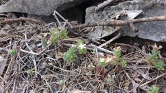 Sedum potosinum