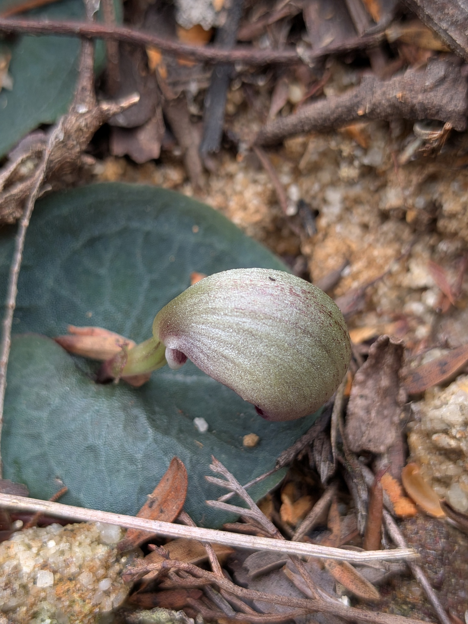 Imagem de Corybas aconitiflorus