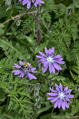 Melanoseris macrorhiza