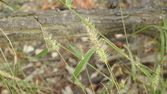 Setaria surgens