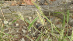 Setaria surgens