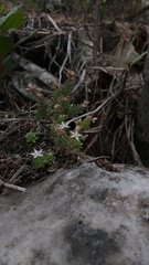 Sedum potosinum