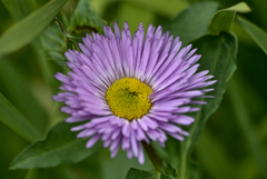 Aster himalaicus