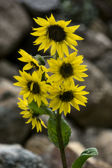 Cremanthodium arnicoides