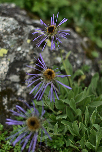 Aster diplostephioides (Aster diplostephioides)