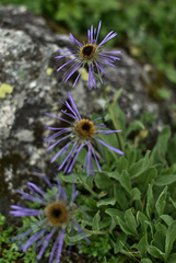 Aster diplostephioides