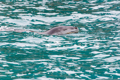 Hydrurga leptonyx