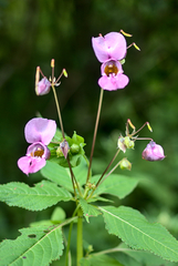 Impatiens sulcata