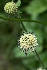 Dipsacus inermis