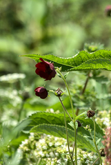 Potentilla atrosanguinea