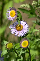 Erigeron multiradiatus