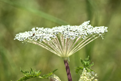 Ligusticopsis wallichiana