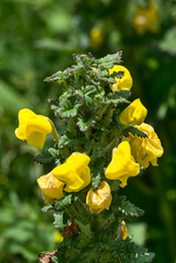 Pedicularis hoffmeisteri