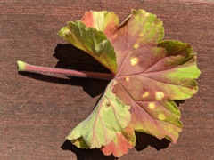 Puccinia pelargonii-zonalis