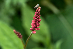 Bistorta amplexicaulis