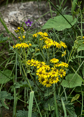 Senecio raphanifolius