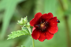 Potentilla argyrophylla