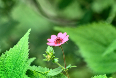 Potentilla nepalensis
