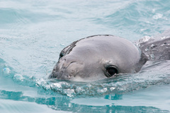 Hydrurga leptonyx