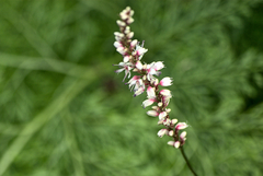 Persicaria glabra