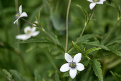 Eriocapitella rivularis