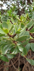 Achyra affinitalis